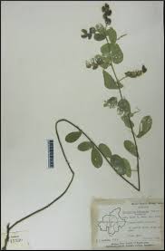 Image result for Pycnospora