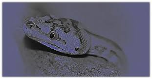 In my opinion, this is the main reason why teaching that the pope is the man of lawlessness is incorrect. The Antichrist And The Man Of Lawlessness Christian Library