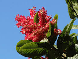 Image result for Triplaris americana