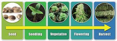 Check spelling or type a new query. How Long Does It Take Hemp To Grow Understanding The Stages Of The Hemp Growing Cycle
