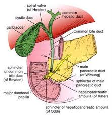 Anatomy Notes Design Flaw In The Duodenum Gallbladder Gallbladder Surgery After Gallbladder Surgery