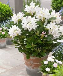 Rhododendron Cunningham S White Fleurs Balcon Planter Des Fleurs Massif Fleurs