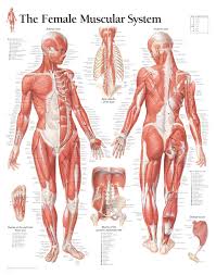 The Female Muscular System