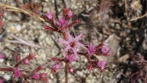 Image result for Justicia exigua