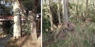 Image result for Eucalyptus sp.