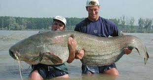 A 178 Pound Catfish In Ohio River Big Fish Fish Catfish