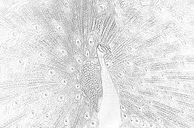 This compilation of over 200 free, printable, summer coloring pages will keep your kids happy and out of trouble during the heat of summer. Peacock Coloring Page Mimi Panda