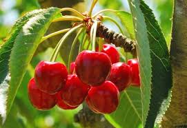 The trunk can fully dry before the evening when fungus develops and it allows the tree to absorb the maximum amount of water before the heat of the day. Organic Fruit Tree Care Planet Natural