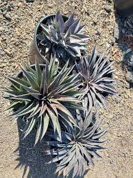 Waterwise Botanicals