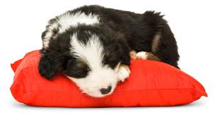 Pet sitters provide daily care for pets while their owners are on vacation. How To Take Care Of Pets Pet Care Dk Find Out