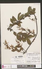 Image result for Euclasta condylotricha