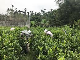 pin by 水葉紅玉 水葉農場ownnwo1912 sun moon on 小綠葉蟬 蜜香紅茶 in 2020 animals bird release dove