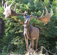 The 15 Most Beautiful Extinct Animals Nearly Extinct Animals Extinct Animals Rare Animals
