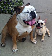 The french bulldog and the english bulldog are very similar pups with a few notable differences. My English Bulldog And His French Girlfirend Imgur