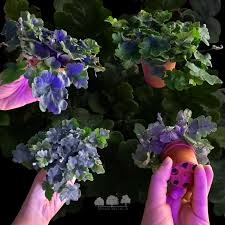 Image result for Vernonia hirsuta