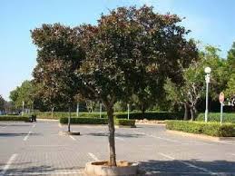 Image result for Combretum kraussii