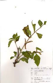 Image result for Anisotes rogersii