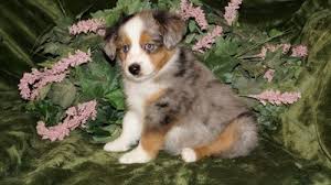 Mini australian shepherd puppies az. Mercyme Aussies Is A Small Hobby Breeder Of Miniature Australian Shepherds Located In Nw Arizona Australian Shepherd Australian Shepherd Dogs Dogs