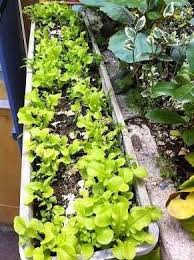 Voici Comment Faire Pousser De La Laitue Ou Salade A Couper Ou Qui Repousse Sur Son Balcon Dans Un Pot Jardinage En Pots Activite Manuelle Jardinage Jardinage
