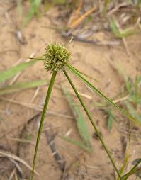 Image result for Cyperus luteus
