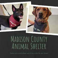 I think these are the closest representation to adopt me legendary pet values\*. Madison County Animal Shelter Home Facebook