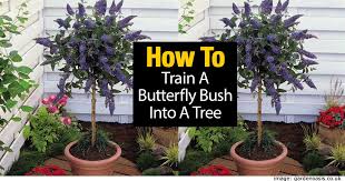 How to plant, grow, and care for buddleja, or buddleia. How To Train A Butterfly Bush Tree