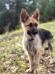 Find quick results from multiple sources. Ranger The Dwarf German Shepherd Will Always Look Like A Puppy