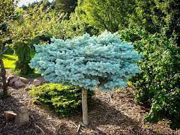 We did not find results for: Globe Blue Spruce Tree Form Blue Spruce Tree Globe Blue Spruce Blue Spruce