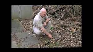 Live cage trapping groundhogs and relocating woodchucks is popular, as well as the use of body crushing conibear style kill traps and foothold traps. Best Groundhog Trap Rid Remove A Groundhog Woodchuck Gopher Full Instr Video Think Saftey 1rst Youtube