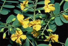 Image result for Tipuana