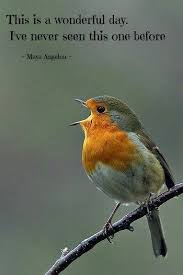 Birds Chirping In The Morning Quotes Pin By Ann Pearman On Quotes Birds Pretty Birds Beautiful Birds