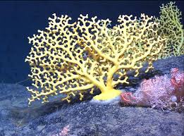 Image result for coral