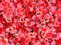 Get our premium forecast now, from only. How 1 800 Flowers Com Became A Valentine S Day Gift Mainstay Vox