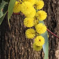 Acacia Pycnantha Golden Wattle Such Bold Puffs Of Gold How Could It Be Called Anything Else Australiannative Iphone6s Explorebe Nature Bendigo Plants