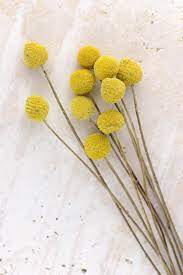 10 Preserved Billy Buttons Craspedia Billy Buttons Billy Balls Flower Pillow