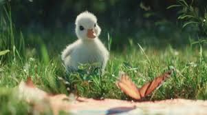 Disney Just Released Adorable Short Film About A Little Duck And It Will Leave You In Tears Little Duck Animal Books Disneyland Paris