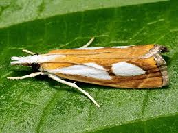 Image result for Catoptria pinella