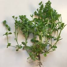 Image result for Polycarpon