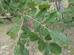 Image result for Bobgunnia madagascariensis