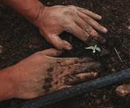 Farm Club Planting Tea Party: Three Sisters