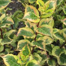 Average garden soil, well drained. Weigela Florida Rainbow Sensation Rainbow Sensation Weigela From Prides Corner Farms