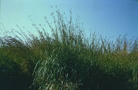 Image result for Andropogon fastigiatus