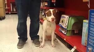 We also advertise stud dog services and other puppy for sale related items. 3 5 Malibu Pit Bull Terrier German Shorthaired Pointer Mix Youtube