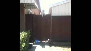 Maybe you would like to learn more about one of these? Siberian Husky Jumping The Fence Youtube