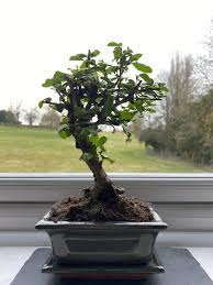 Check spelling or type a new query. Plethora Of Plants Fukien Tea