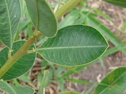 Image result for Sapium