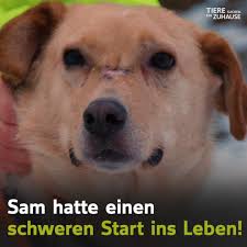 Leider werden aber immer mehr hunde, katzen & co. Tiere Suchen Ein Zuhause Sam Ca 8 9 Jahre Mischling Facebook