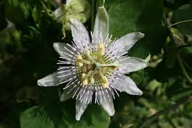 Image result for Sphaeropsis tumefaciens oleander symptoms