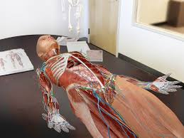 This app is for promotional purposes only. Human Anatomy Atlas 2019 Apk Gratis Descargar Wiki