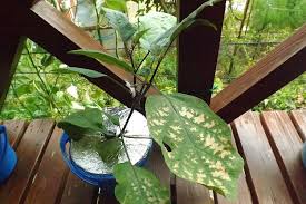 ナスの挿し芽から水耕栽培 続き 毎日が日曜 晴耕雨読な日々